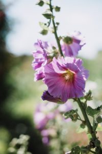 Giverny La Dîme normandie